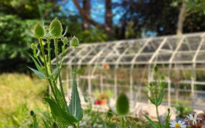 5 Ways to Prepare Your Knutsford Garden for Winter