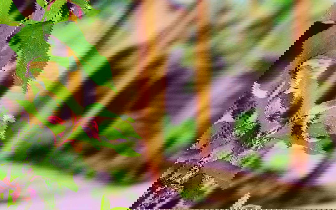 Explore the Best Landscaping Ideas for Homes in Altrincham